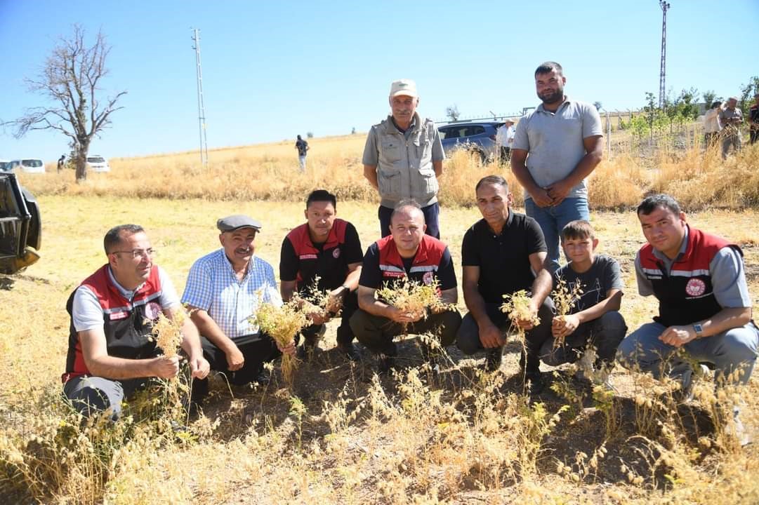 İl Müdürü Saklav, çiftçilerle hasat yaptı
