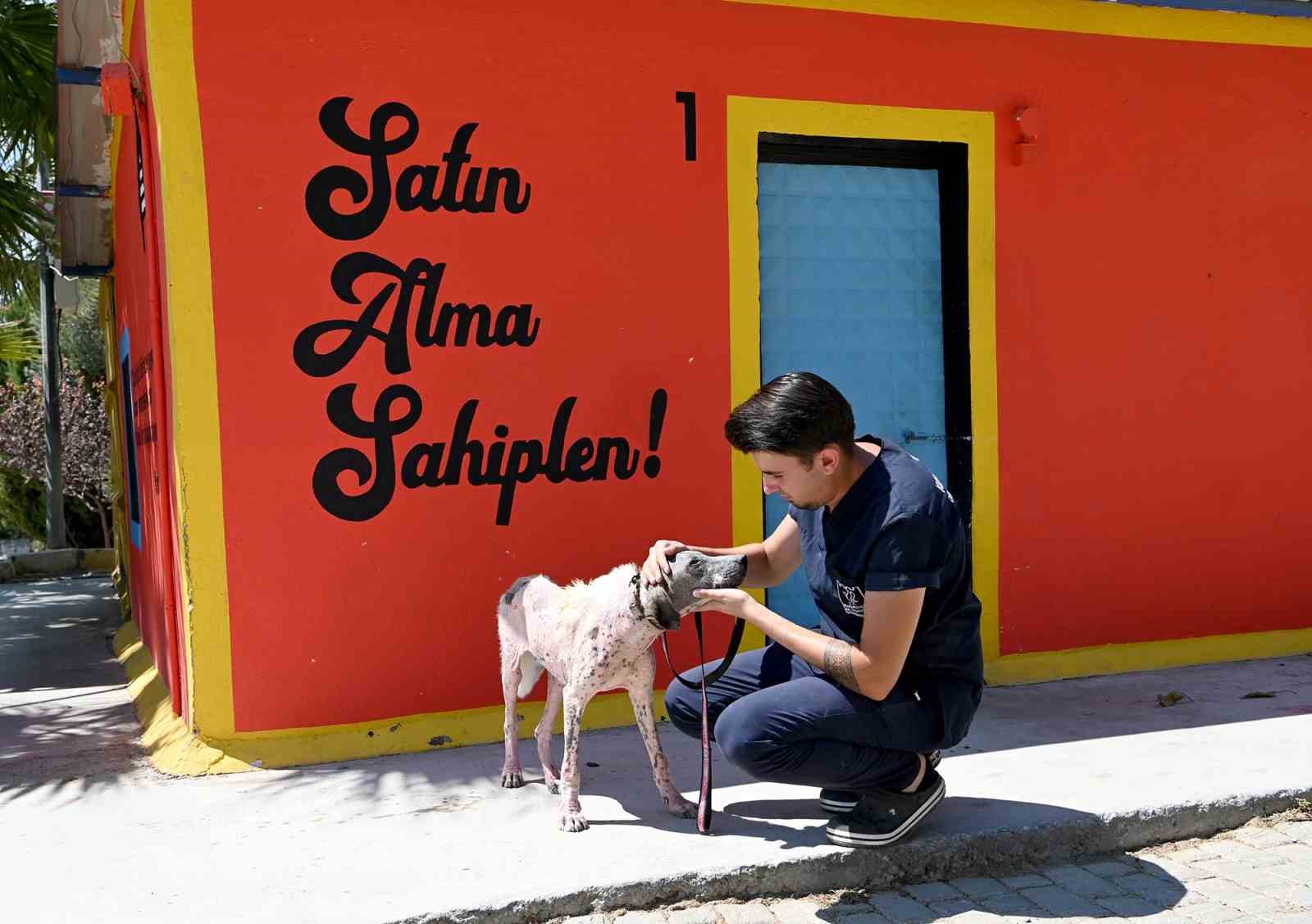 Kuşadası’nda orman yangınından kurtarılan köpek sağlığına kavuştu
