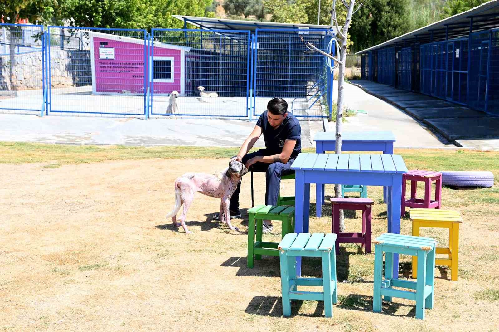 Kuşadası’nda orman yangınından kurtarılan köpek sağlığına kavuştu
