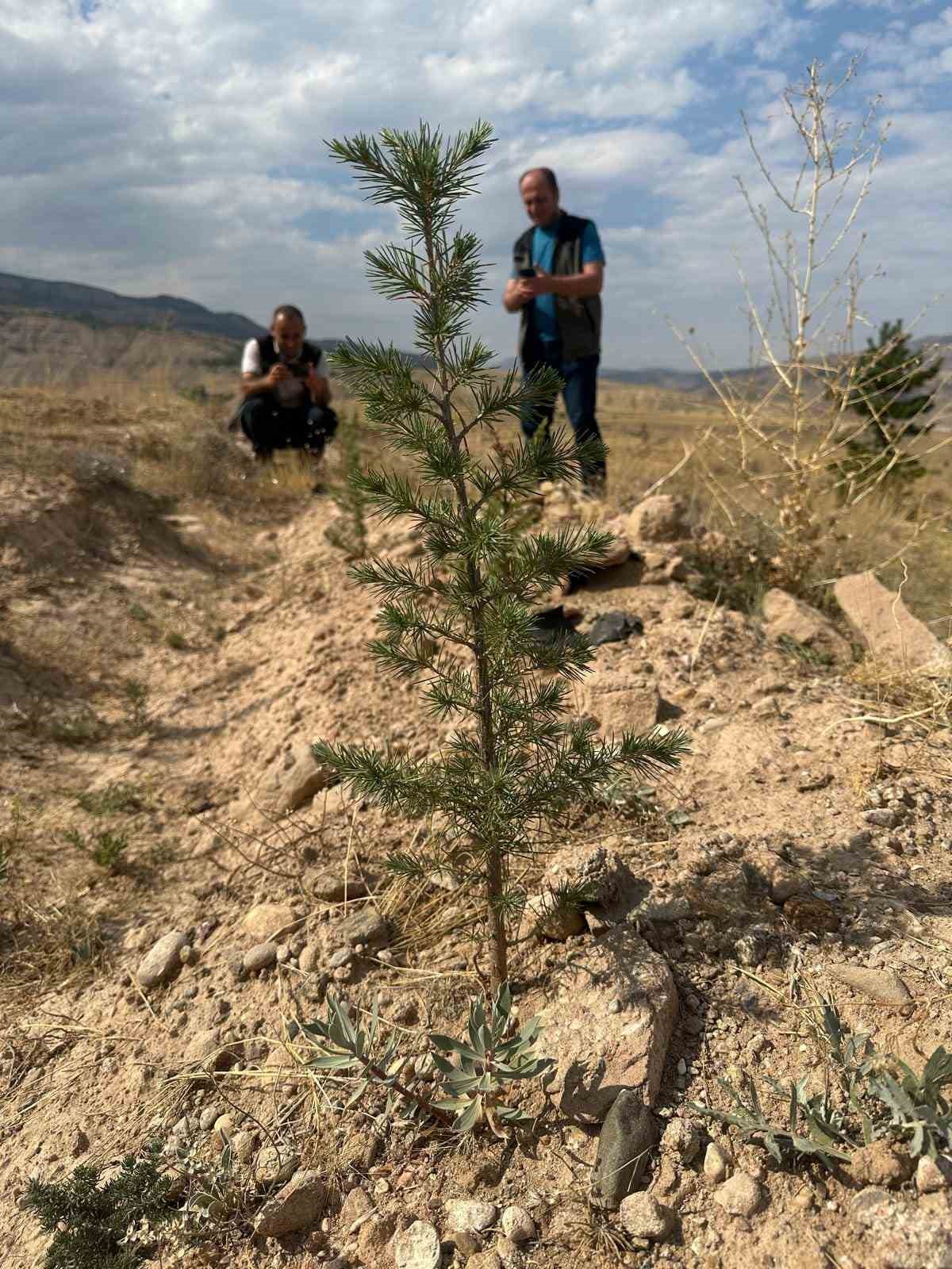 180 bin adet sedir ve 40 bin adet karaçam dikimi yapılan sahalarda incelemelerde bulunuldu
