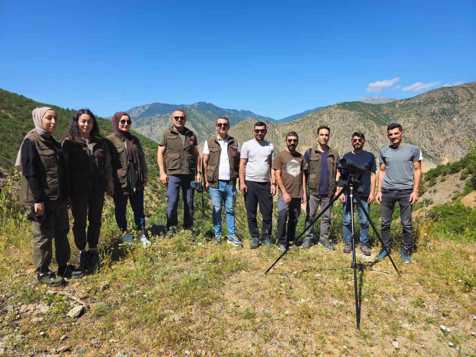 Erzurum’da yaban keçileri tek tek sayılıyor
