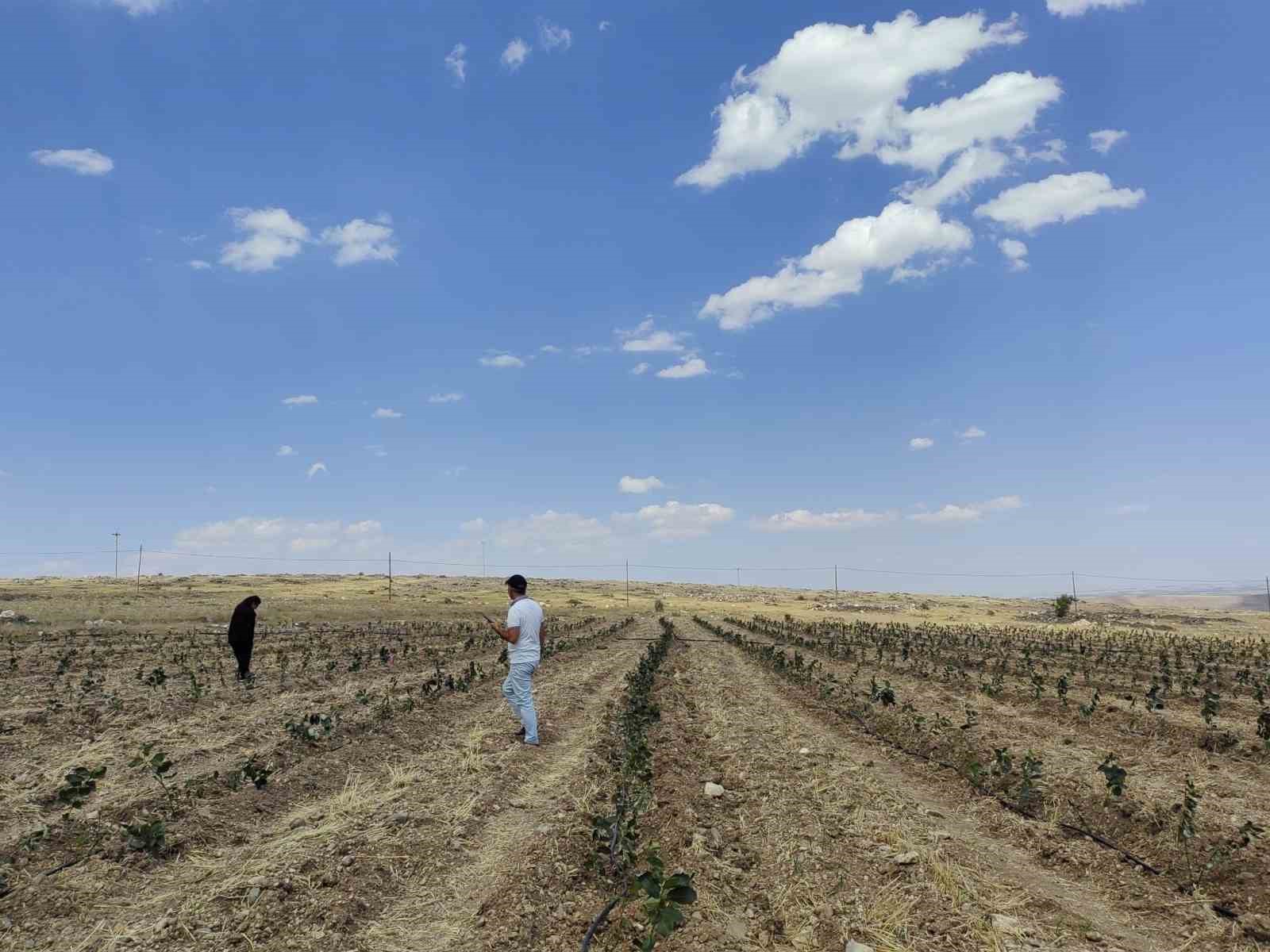 Niğde’de Tıbbi Aromatik Bitki Yetiştiriciliği Demonstrasyon Projesi hayata geçiyor
