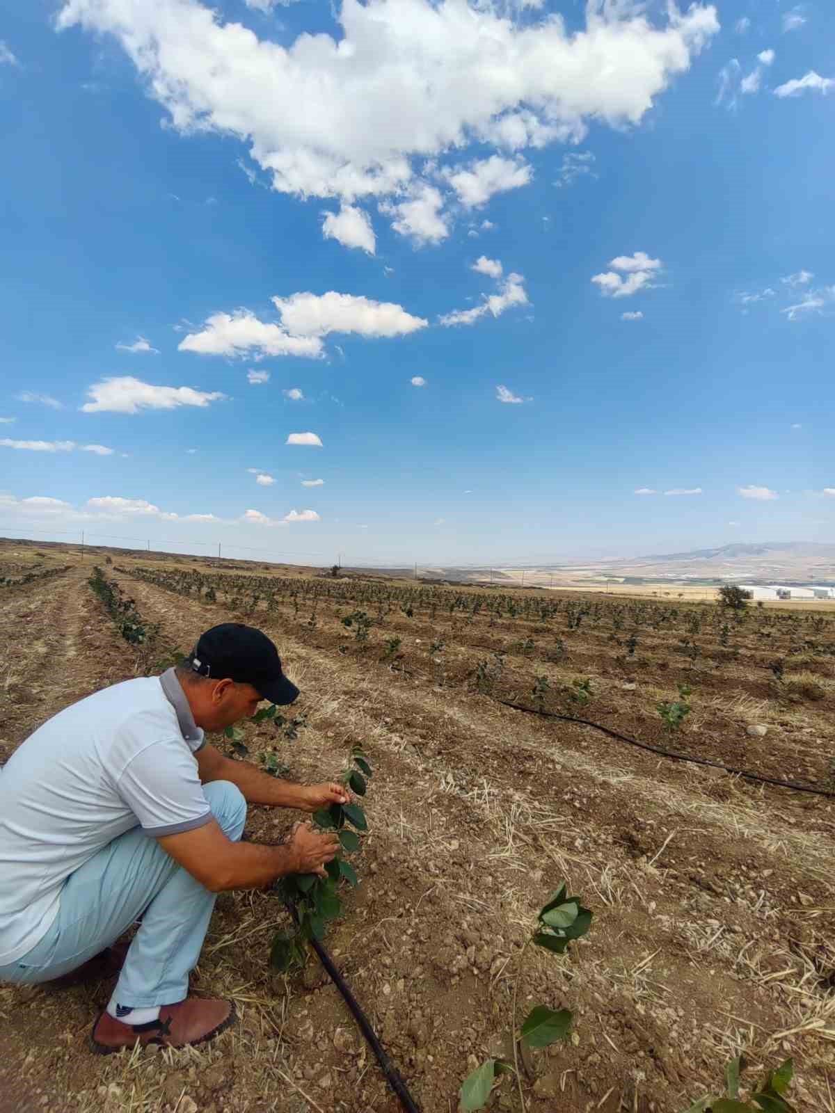 Niğde’de Tıbbi Aromatik Bitki Yetiştiriciliği Demonstrasyon Projesi hayata geçiyor
