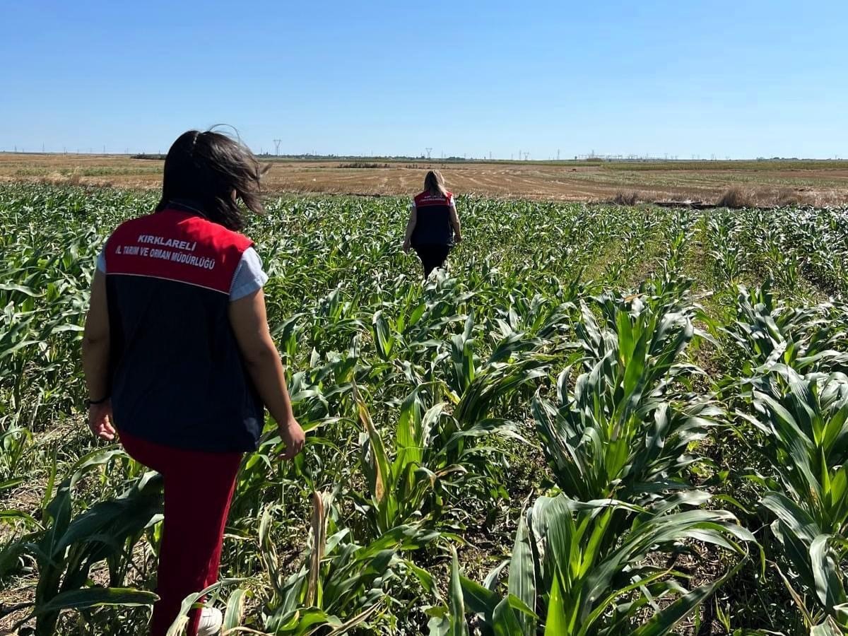 Kırklareli’nde yerli mısır çeşitleri incelendi
