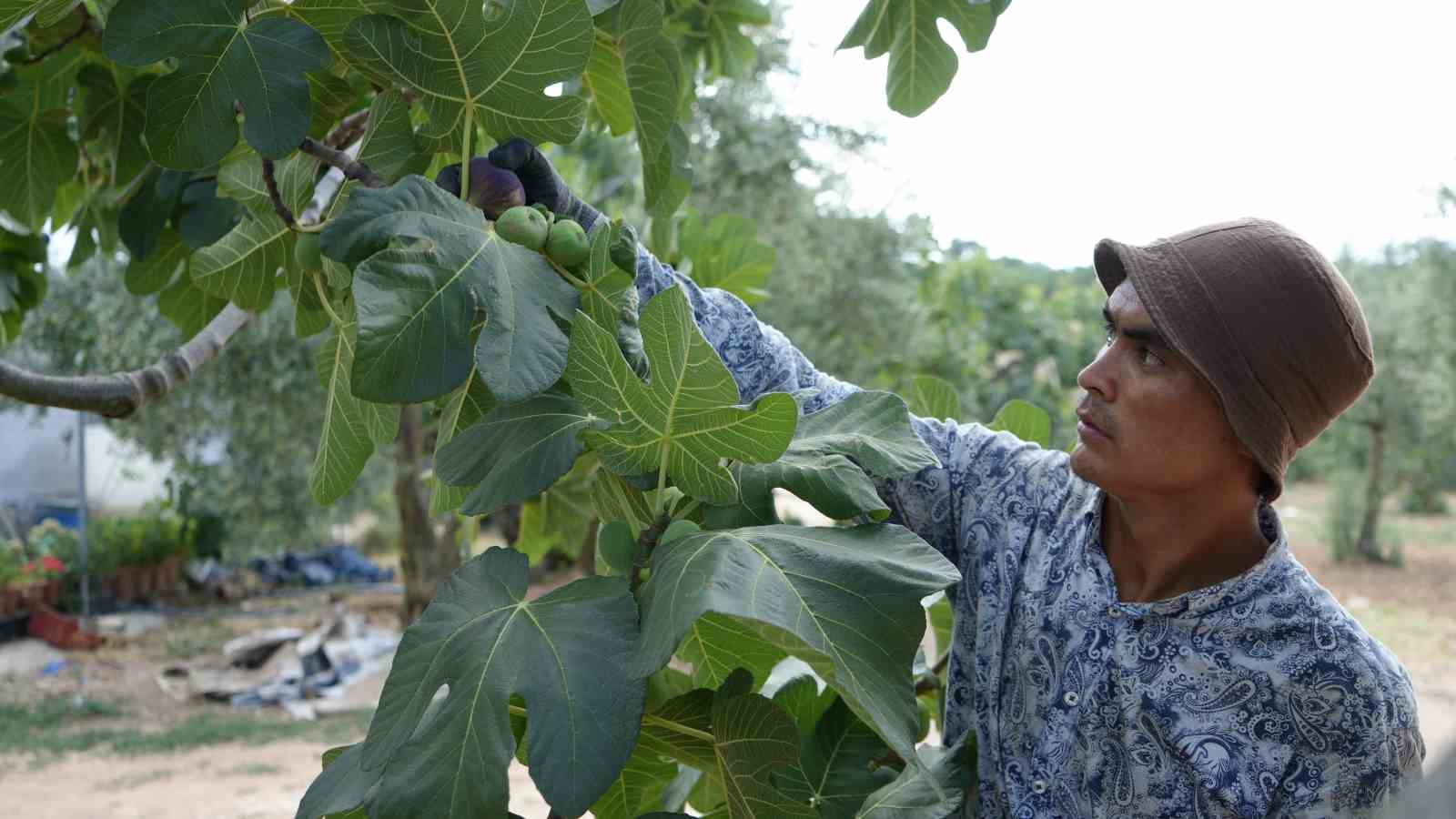 Türkiye bu yıl siyah incire doyacak
