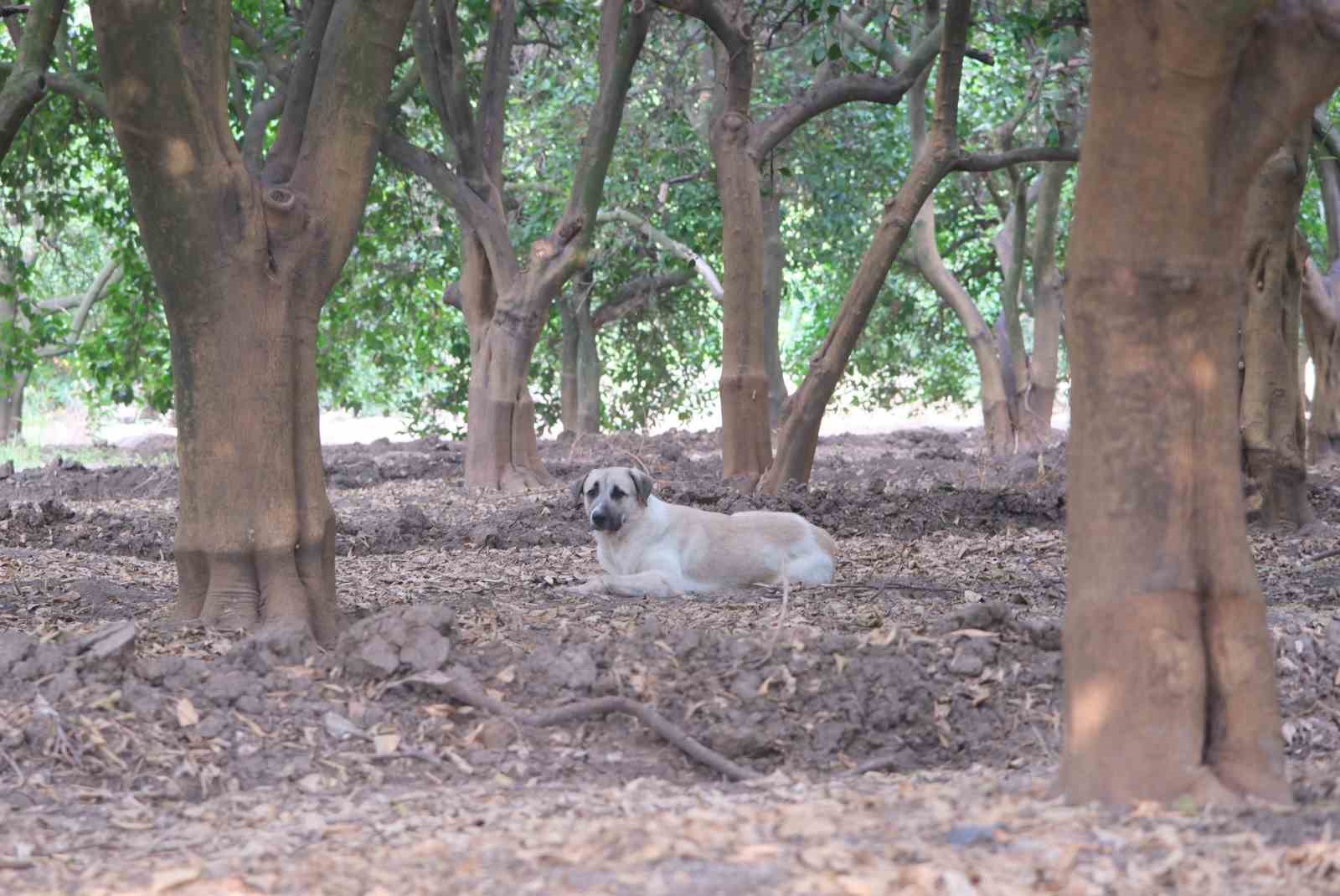 Köpeklerin çocuğu yaraladığı bahçede başıboş köpekler hala duruyor
