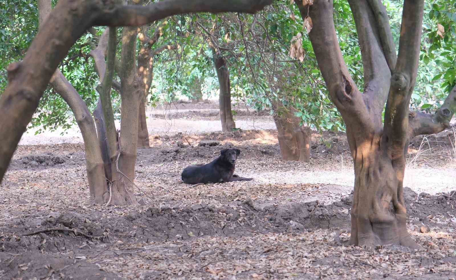 Köpeklerin çocuğu yaraladığı bahçede başıboş köpekler hala duruyor
