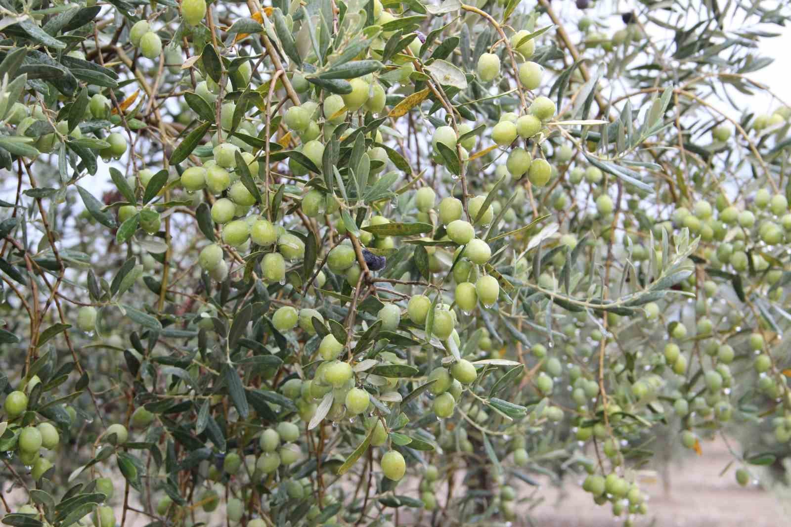 Sofralık zeytin ihracatı 200 milyon dolara koşuyor
