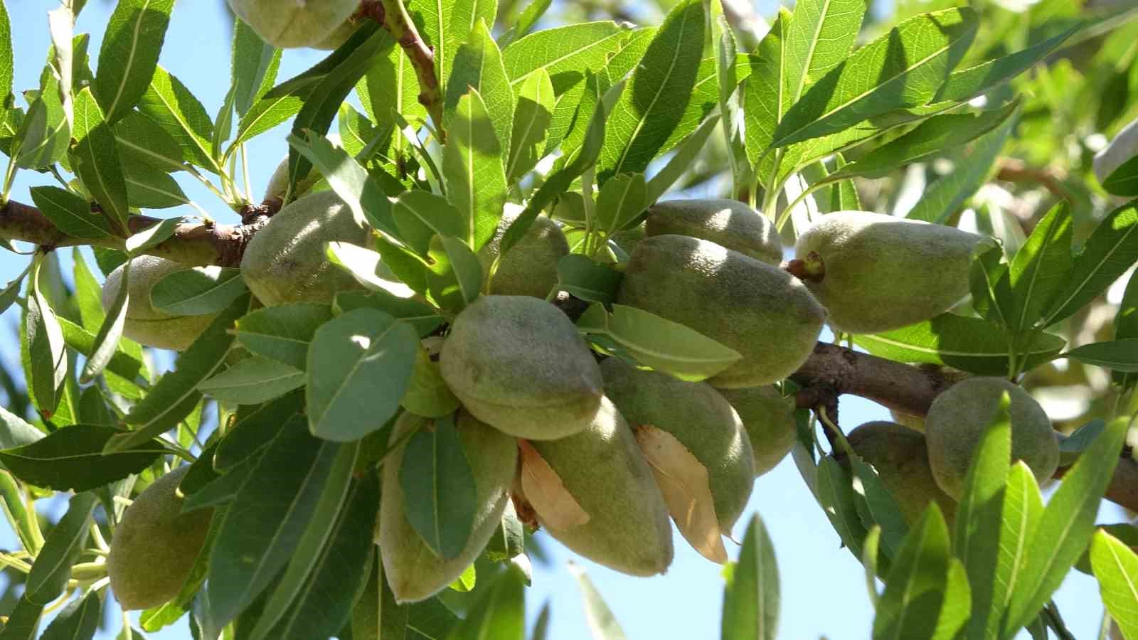 Bozkırı badem bahçesine dönüştürdü
