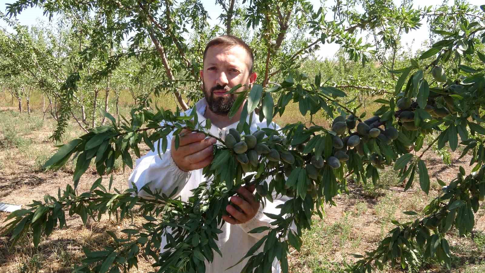 Bozkırı badem bahçesine dönüştürdü
