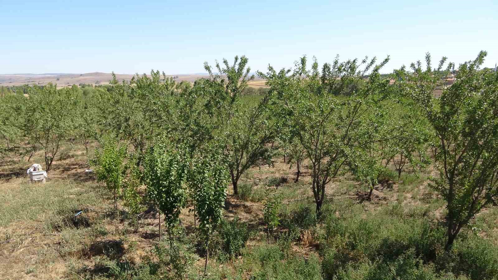 Bozkırı badem bahçesine dönüştürdü
