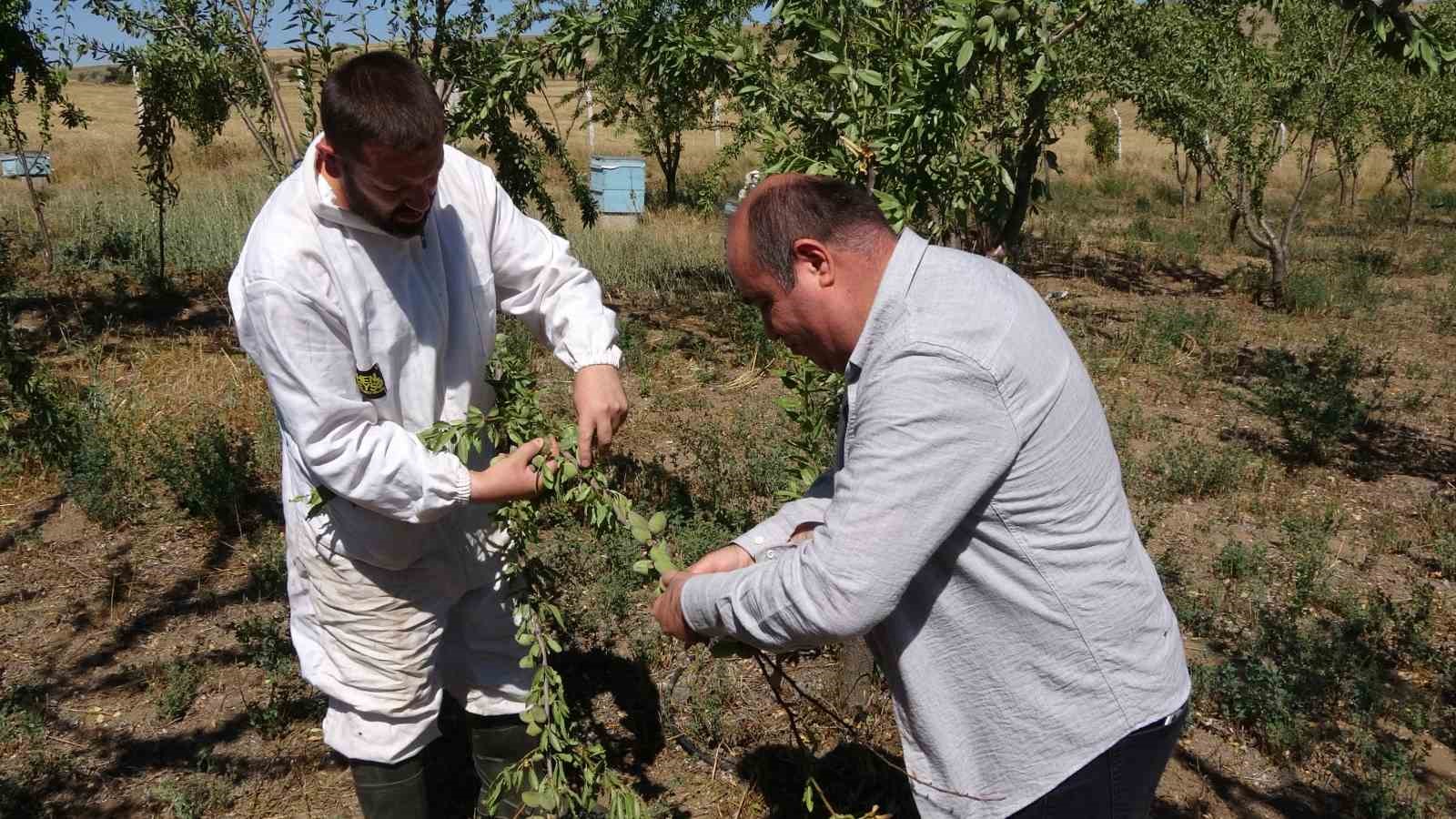 Bozkırı badem bahçesine dönüştürdü
