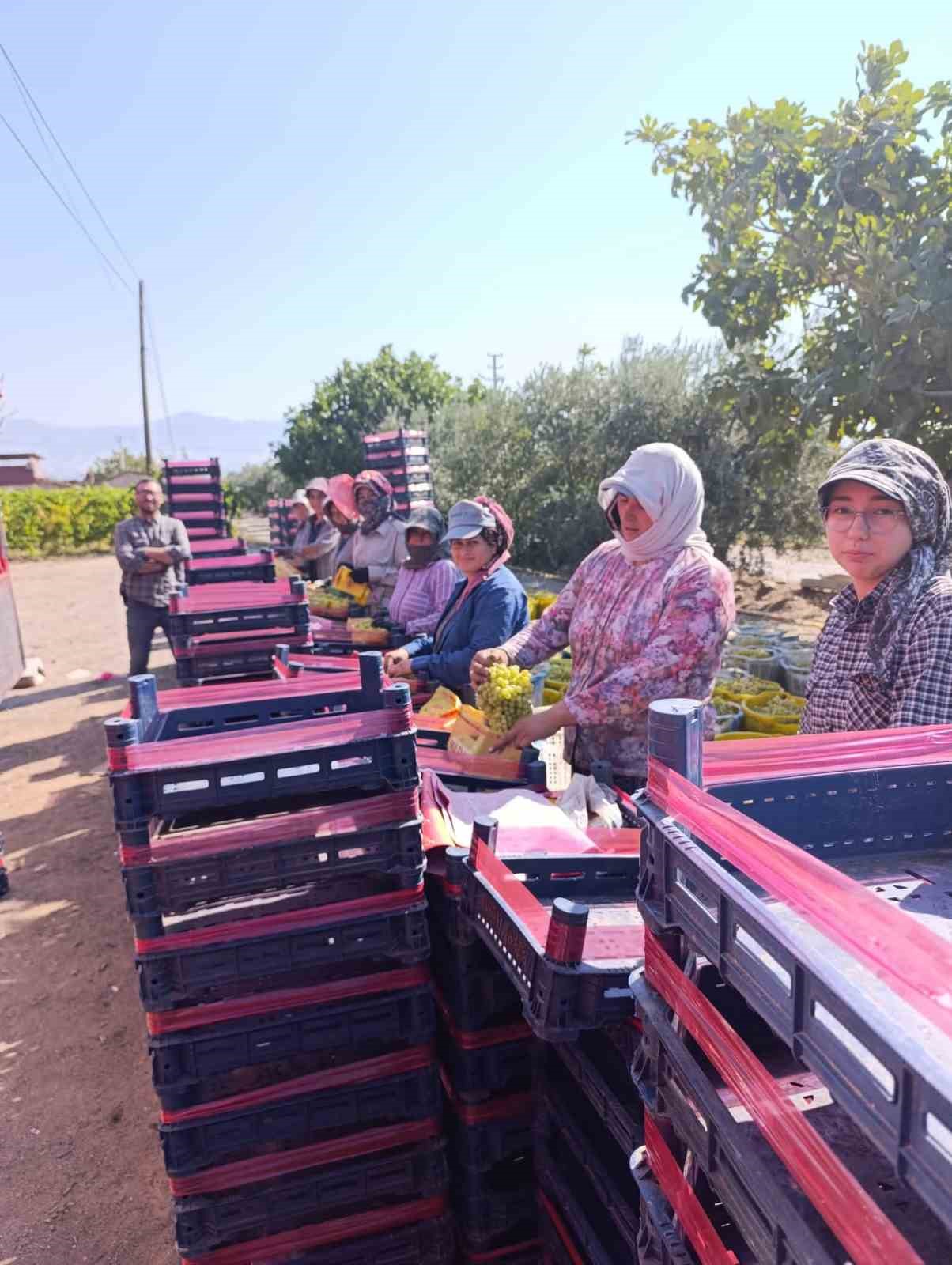 Sarıgöl’de üzüm hasadı sürüyor
