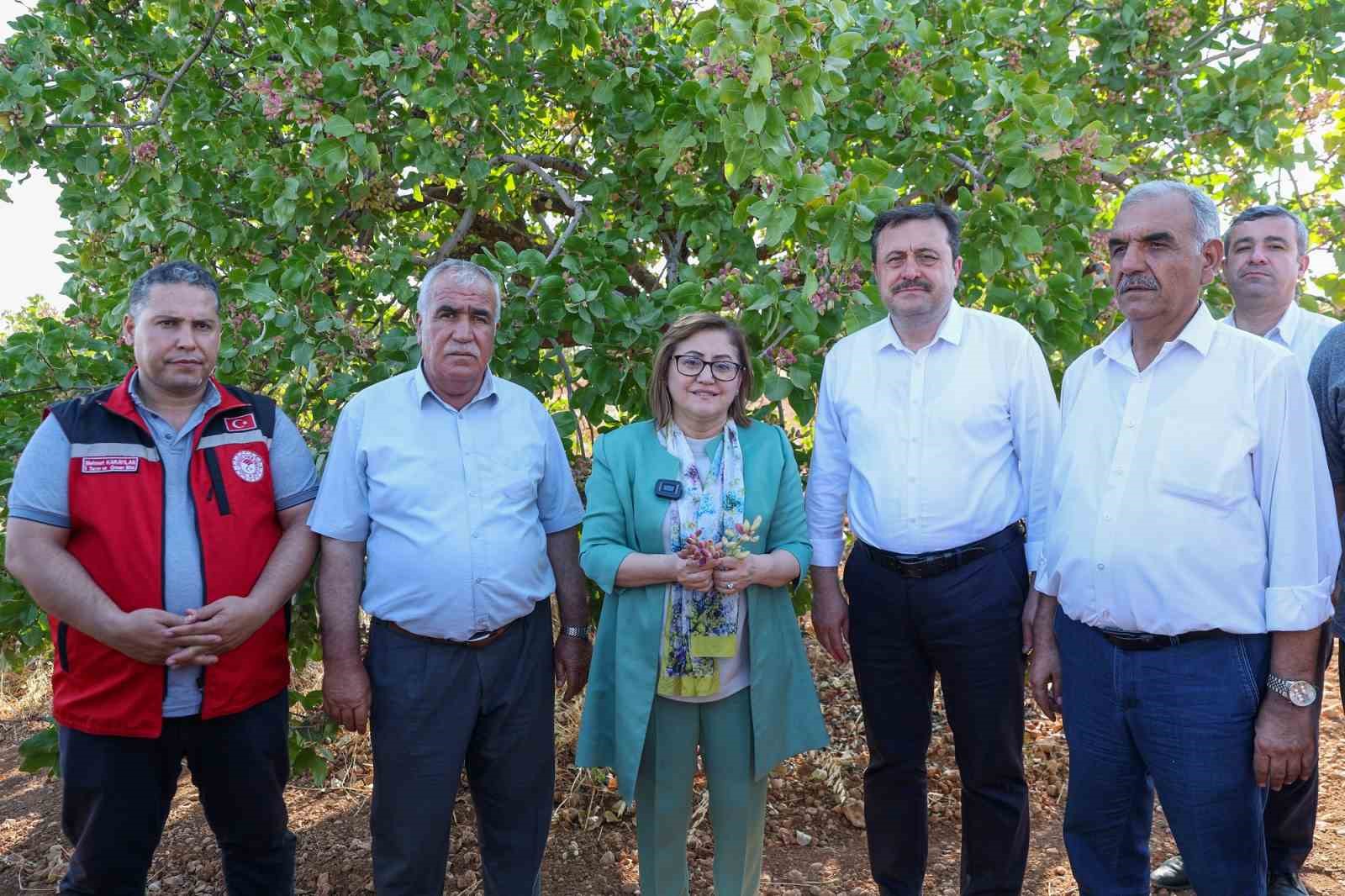 Antep fıstığı üreticisine alım ve ilaçlama müjdesi
