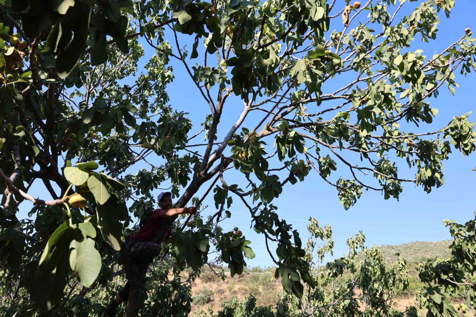 İncirde hasat başladı, üreticiler sezondan umutlu
