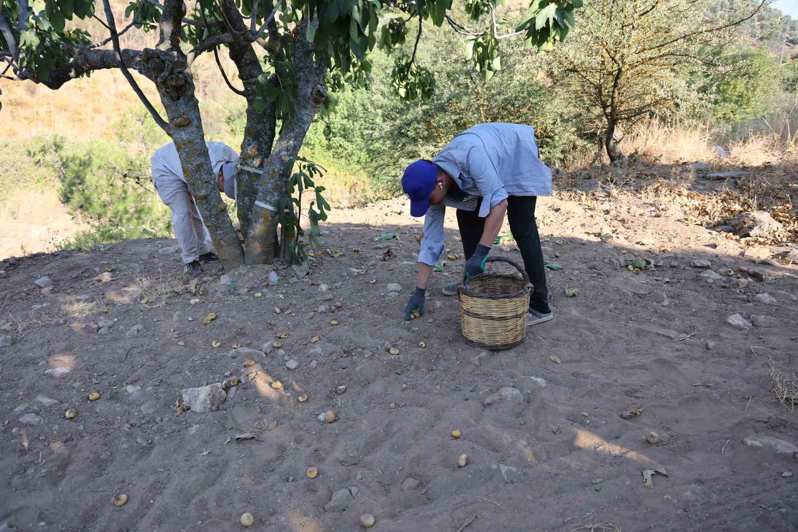 İncirde hasat başladı, üreticiler sezondan umutlu
