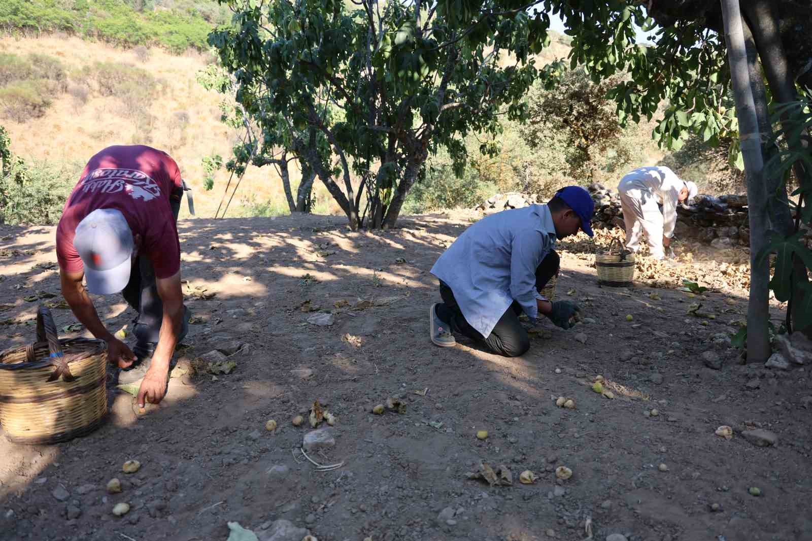 İncirde hasat başladı, üreticiler sezondan umutlu
