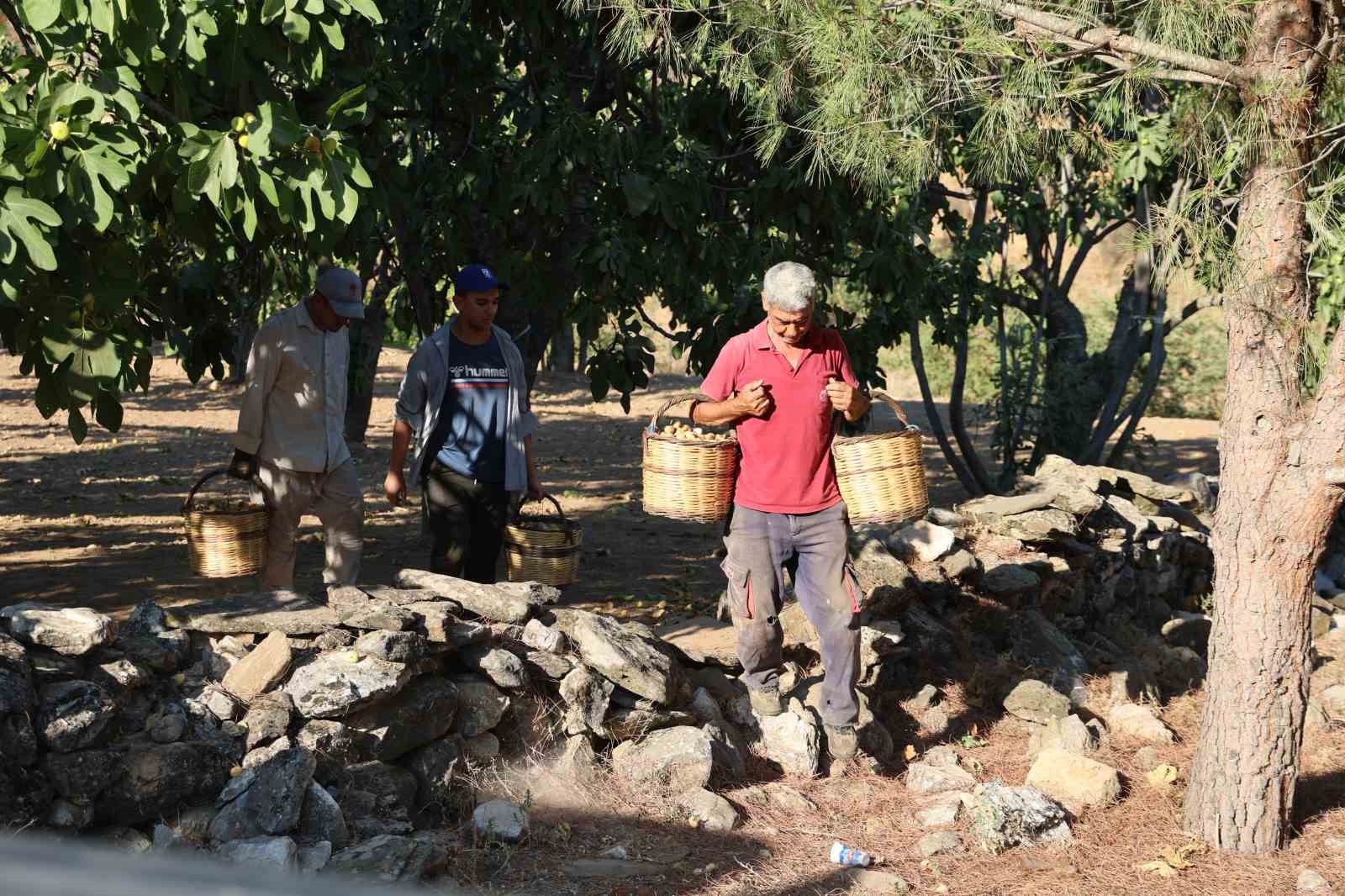 İncirde hasat başladı, üreticiler sezondan umutlu
