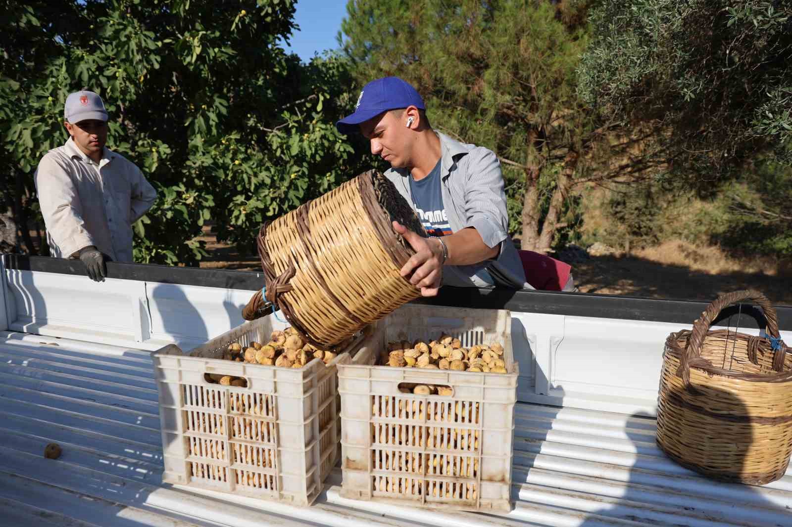 İncirde hasat başladı, üreticiler sezondan umutlu
