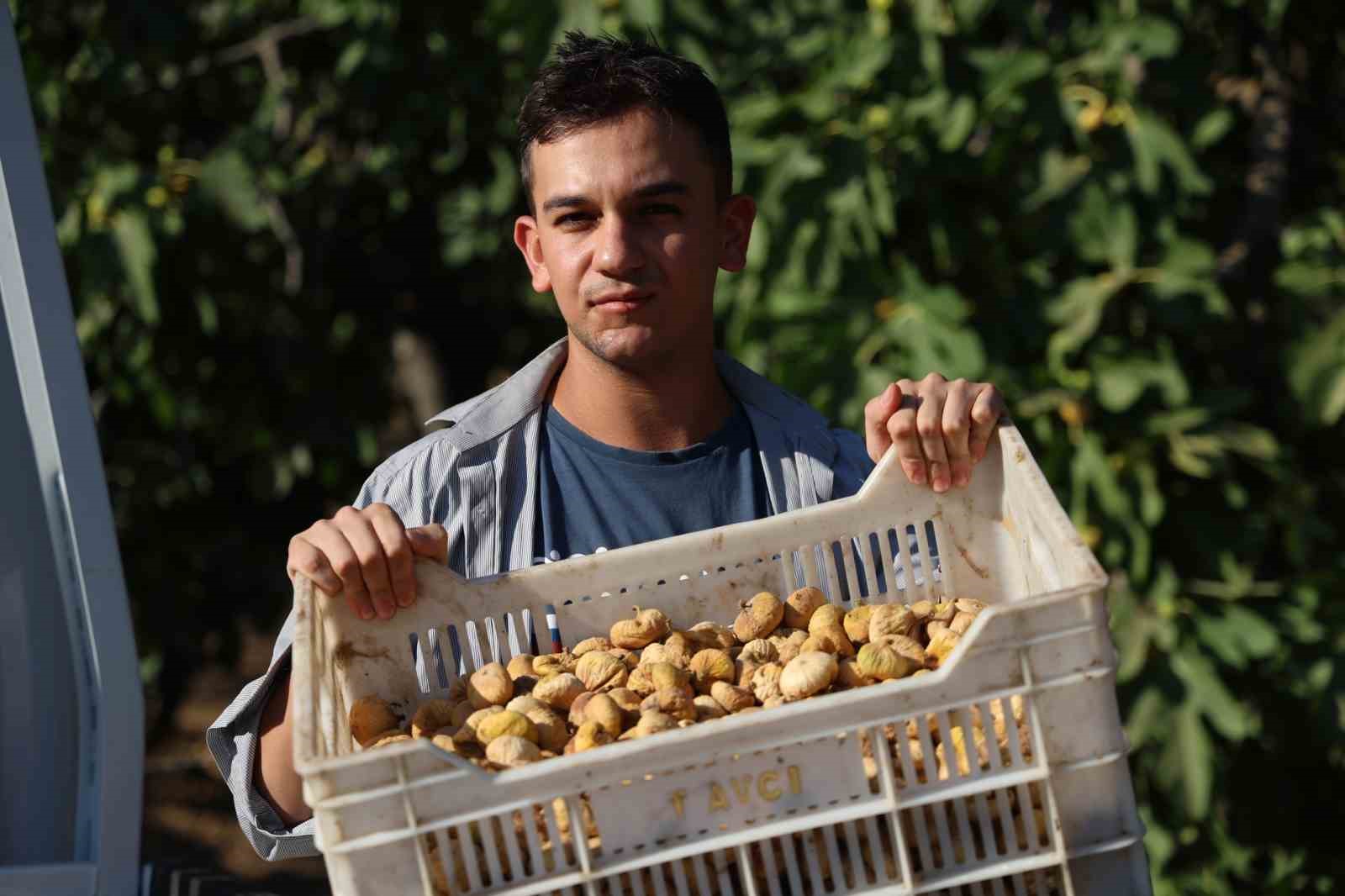 İncirde hasat başladı, üreticiler sezondan umutlu
