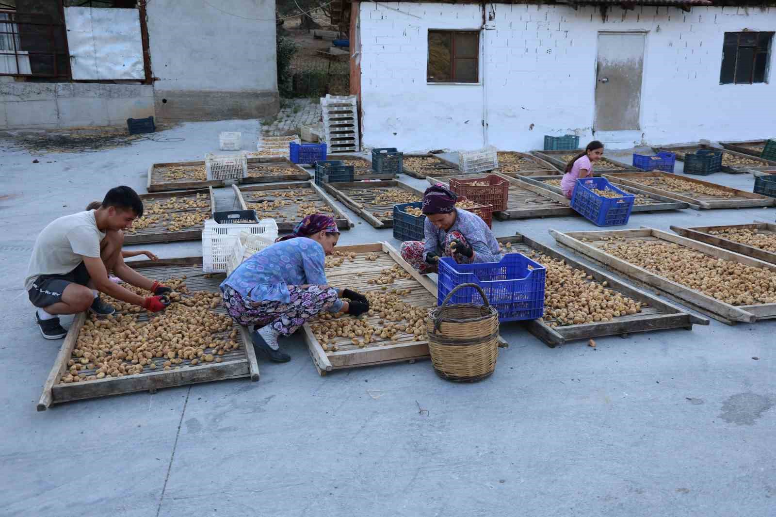 İncirde hasat başladı, üreticiler sezondan umutlu
