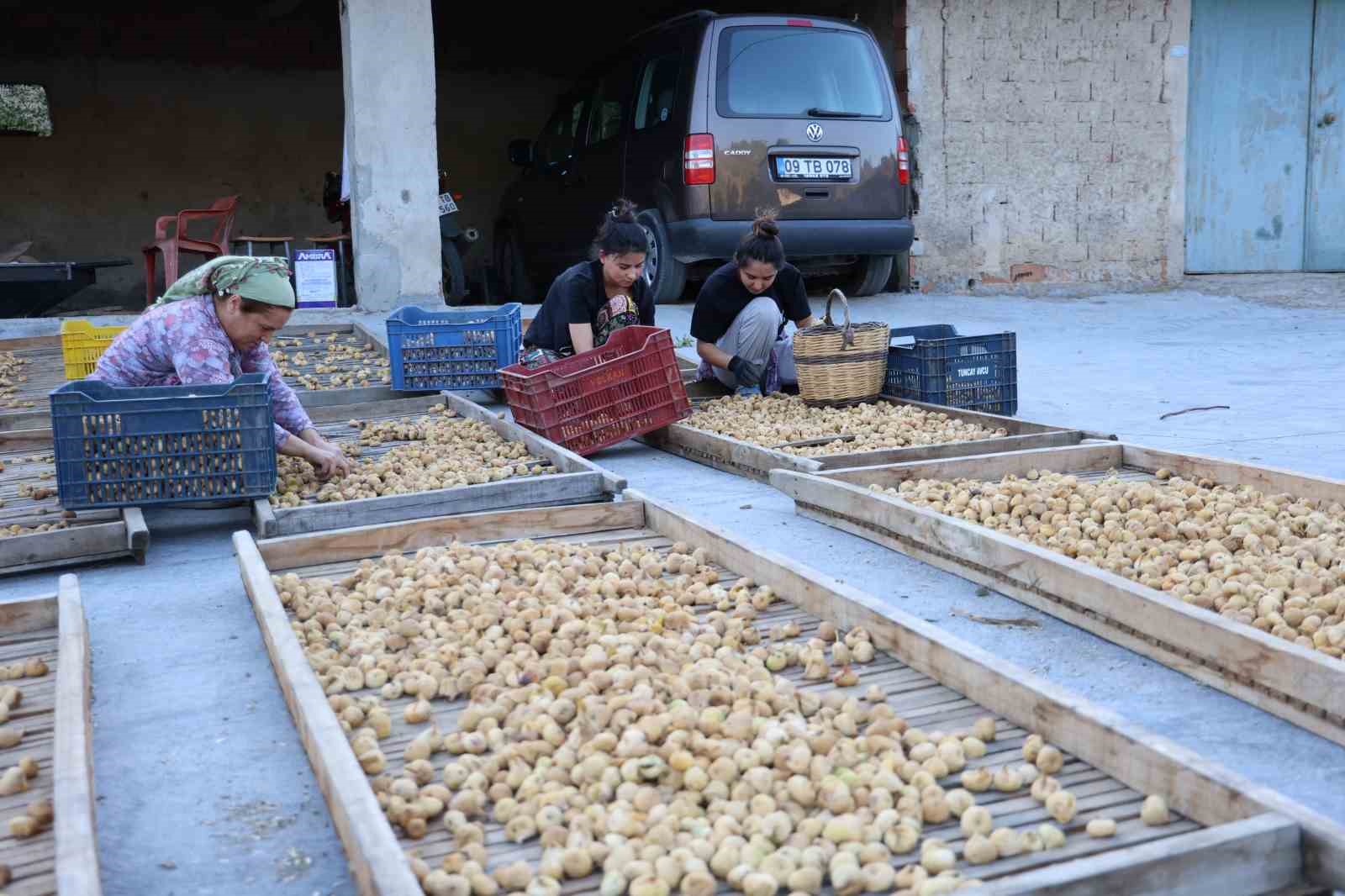 İncirde hasat başladı, üreticiler sezondan umutlu
