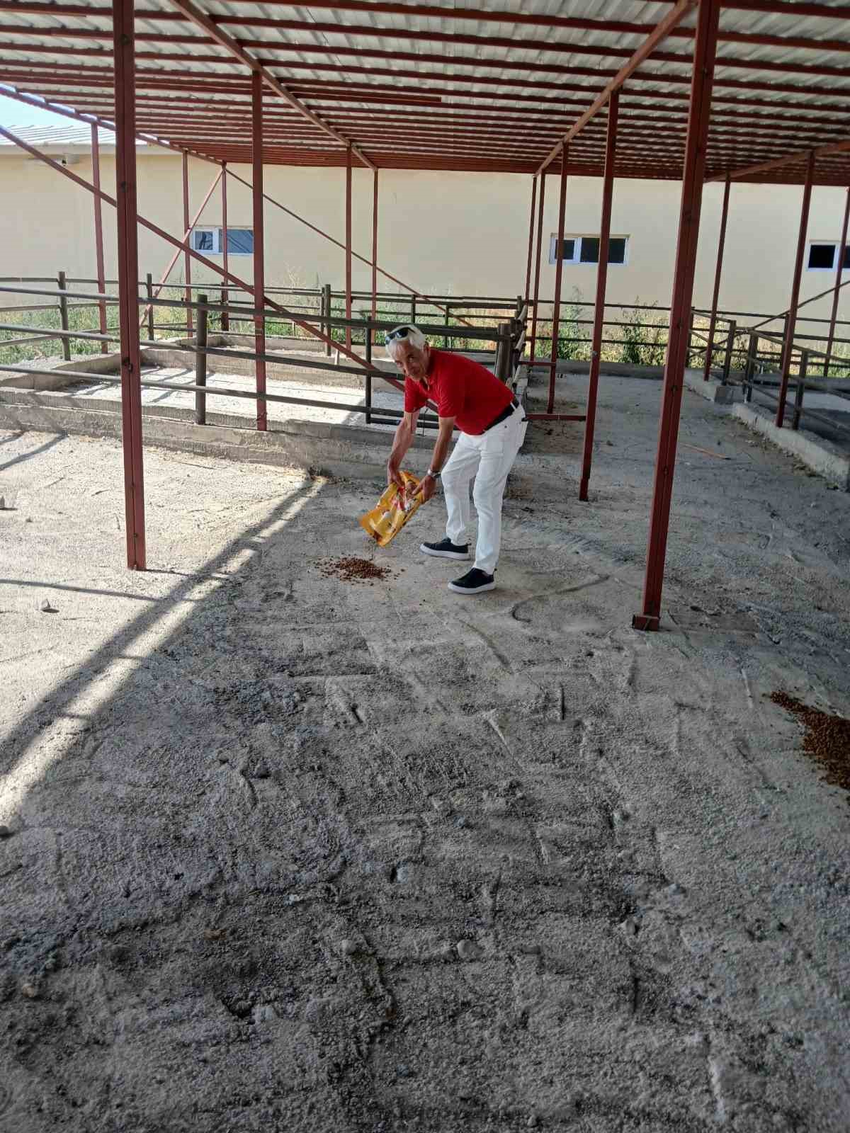 Ahlat’ta köpeklerin öldürüldüğü yönündeki haberlere tepki
