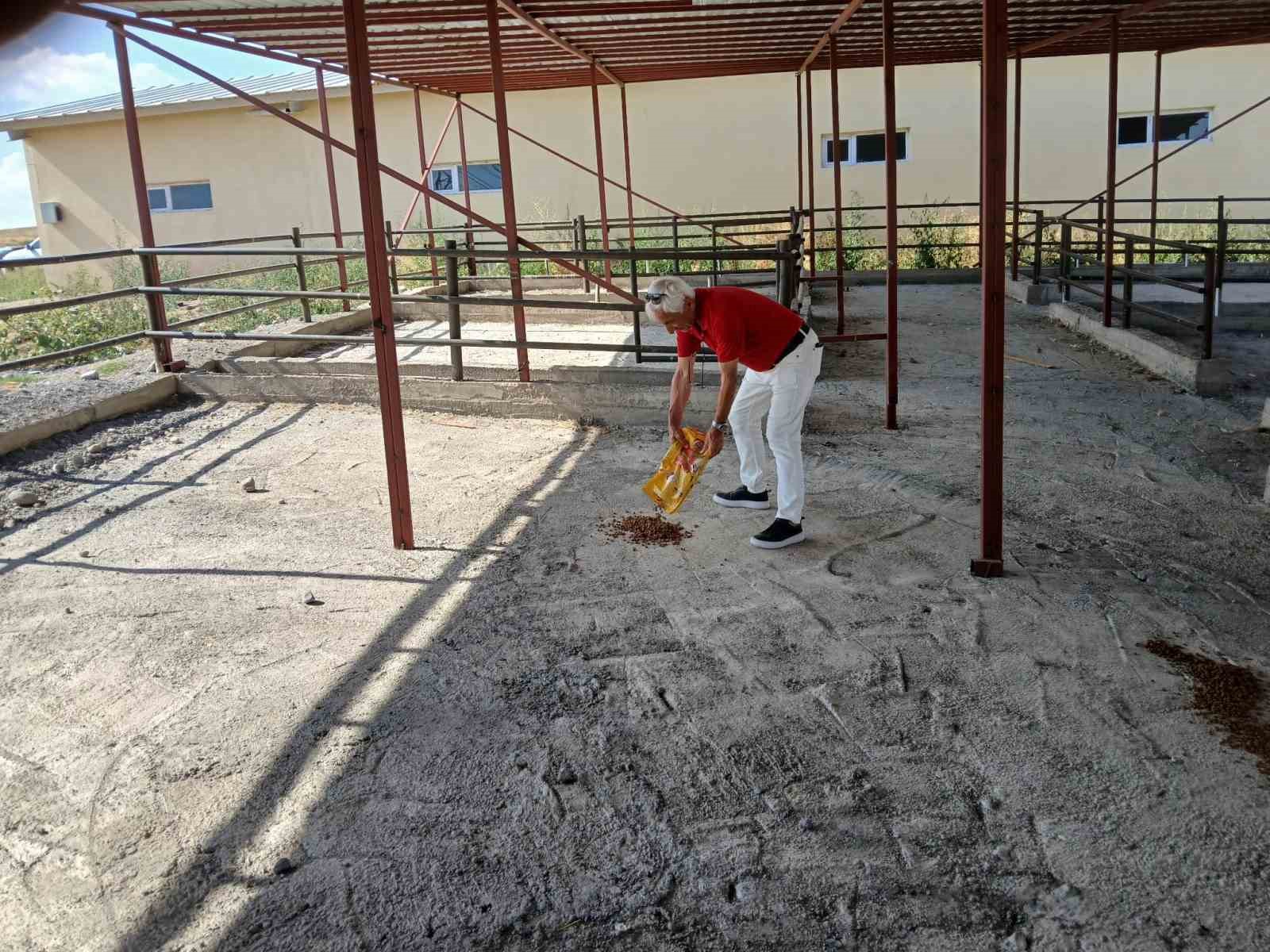 Ahlat’ta köpeklerin öldürüldüğü yönündeki haberlere tepki
