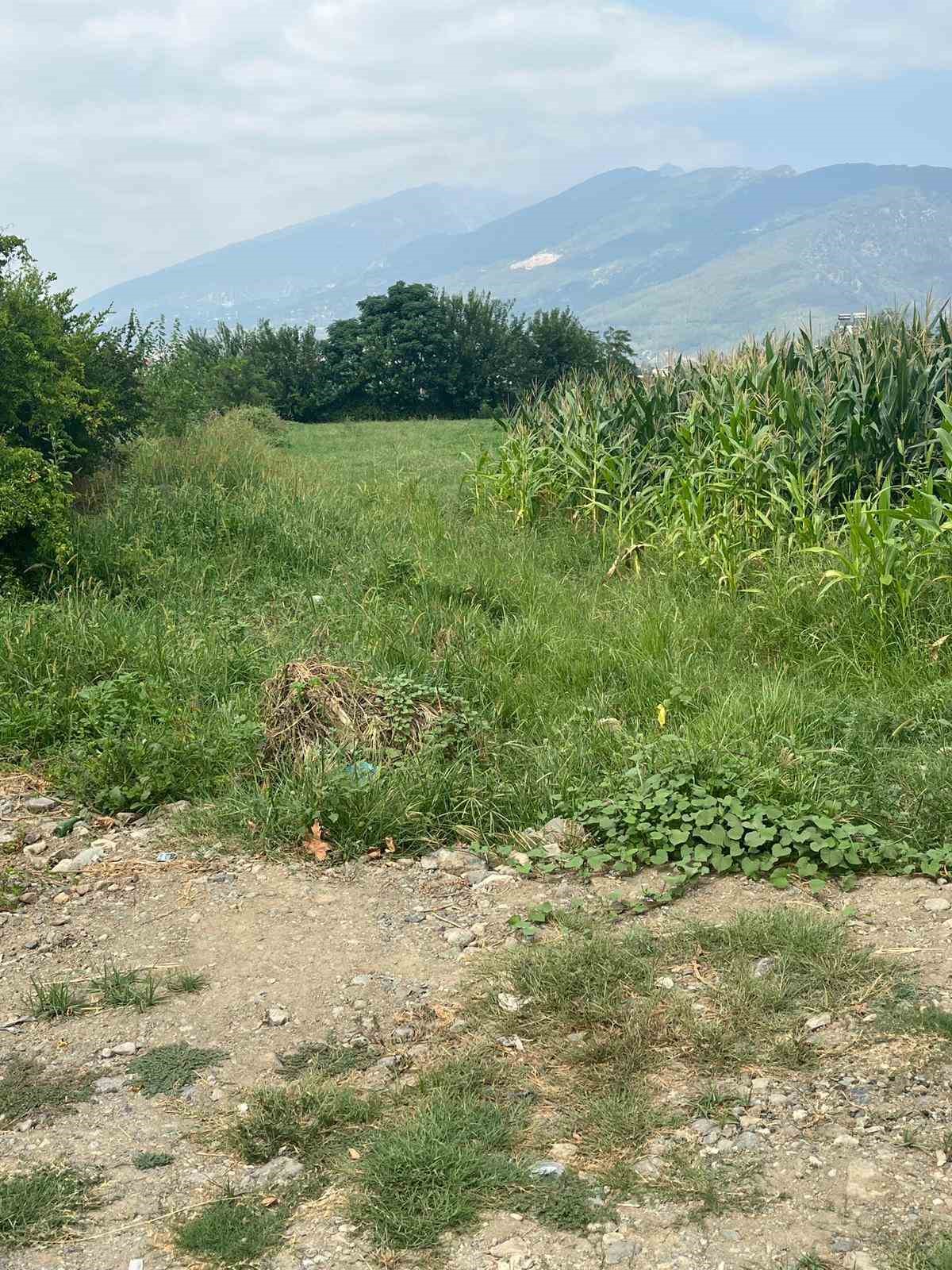 Mısır tarlasında bulunan bebekle ilgili 1 kişi tutuklandı
