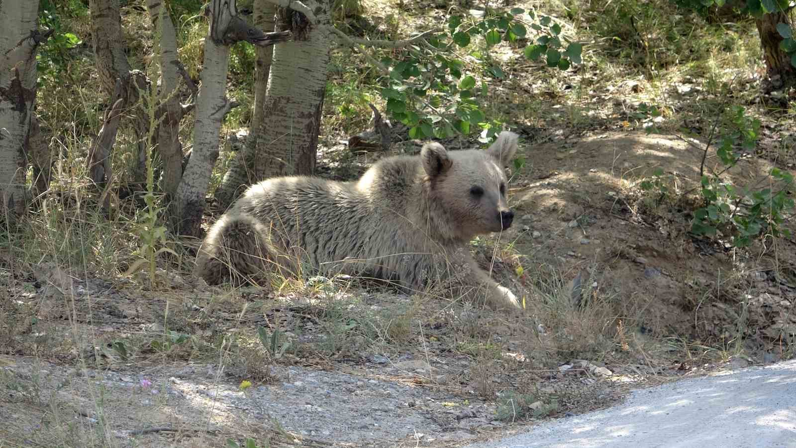 Nemrut’un ayıları vatandaşların ilgi odağı olmaya devam ediyor
