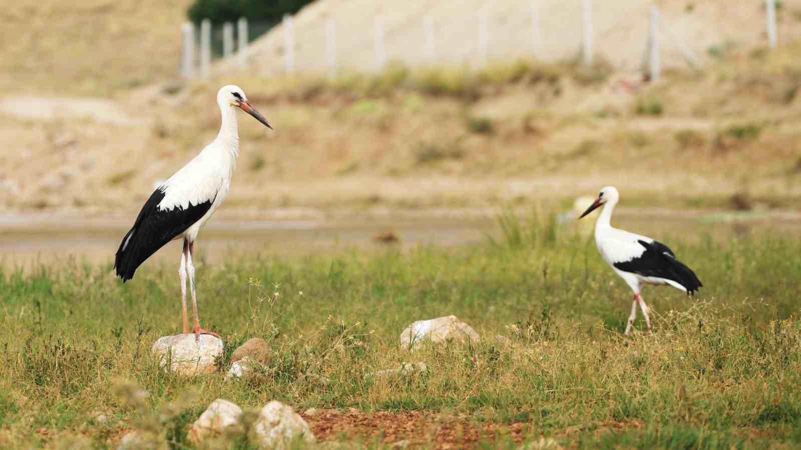 Leyleklerin huzur dolu yaşamı objektiflere yansıdı
