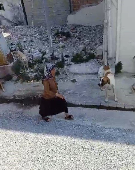 Yaşlı kadının etrafını saran sokak köpeklerinden tedirgin olduğu anlar kamerada
