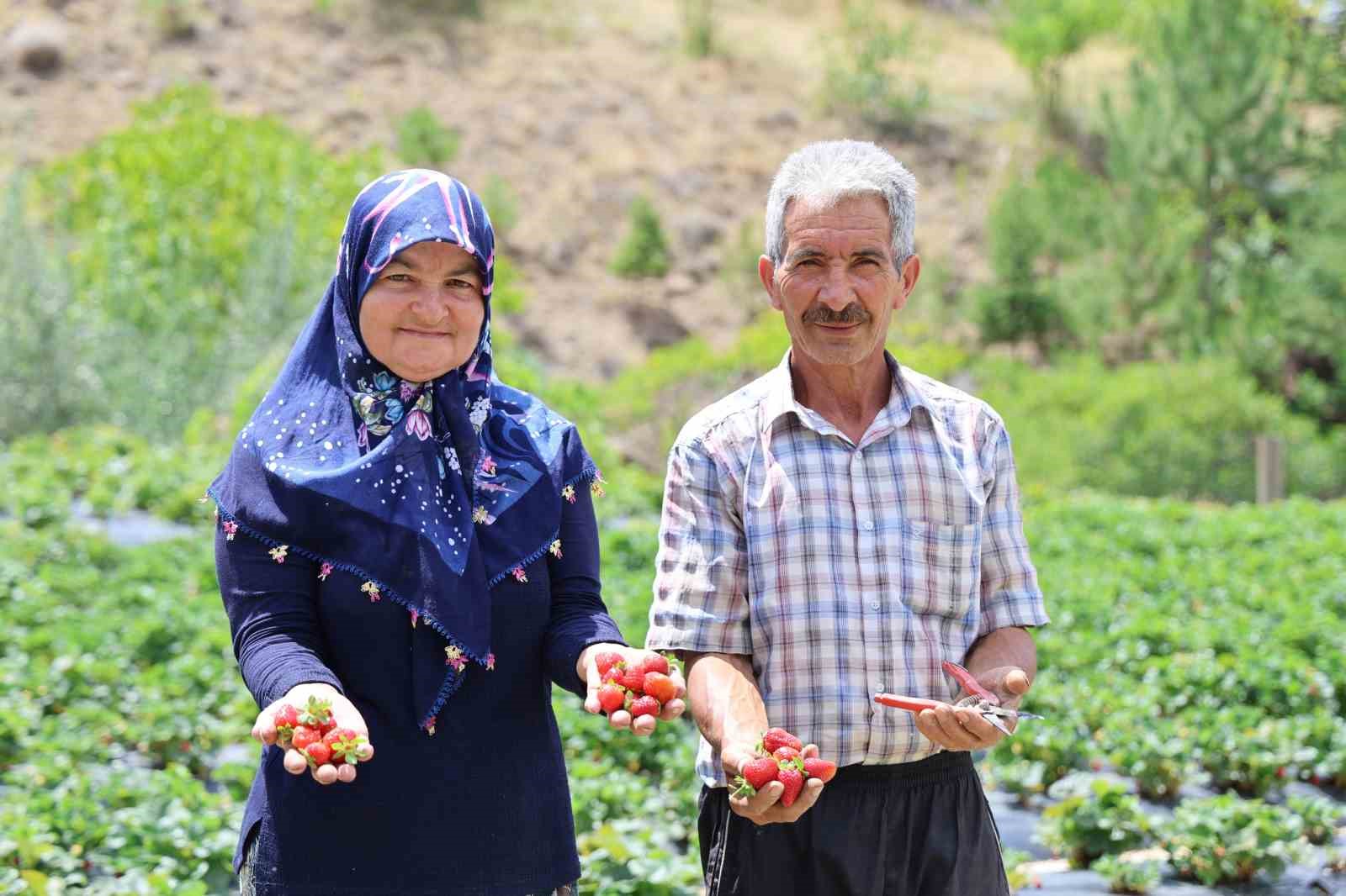 Almanya’dan öğrendiği sırlarla organik çilek üretiyor
