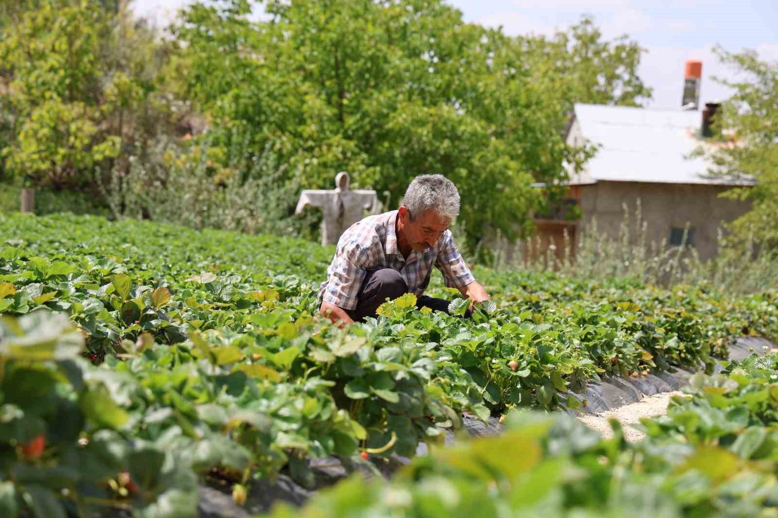 Almanya’dan öğrendiği sırlarla organik çilek üretiyor
