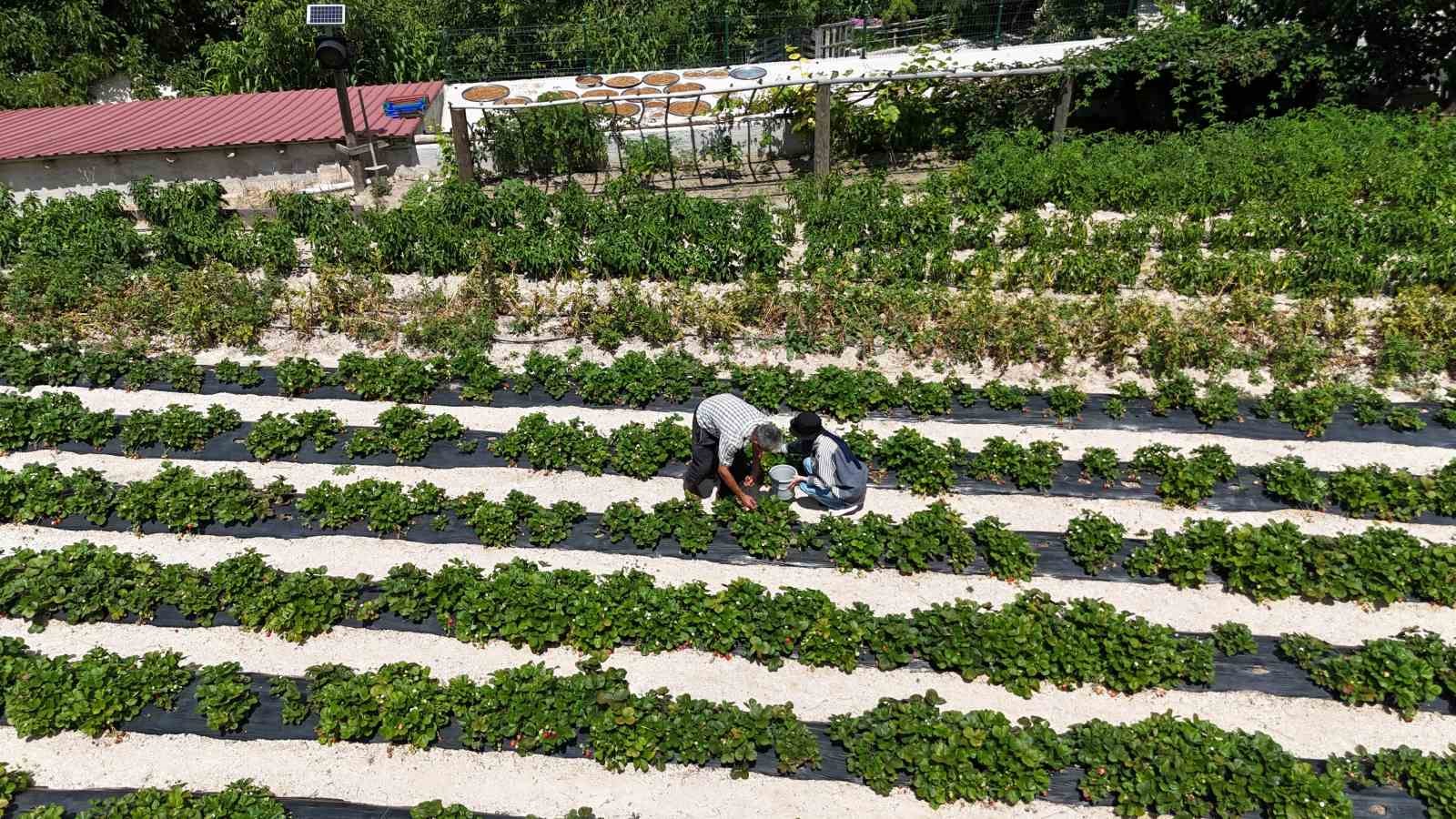 Almanya’dan öğrendiği sırlarla organik çilek üretiyor
