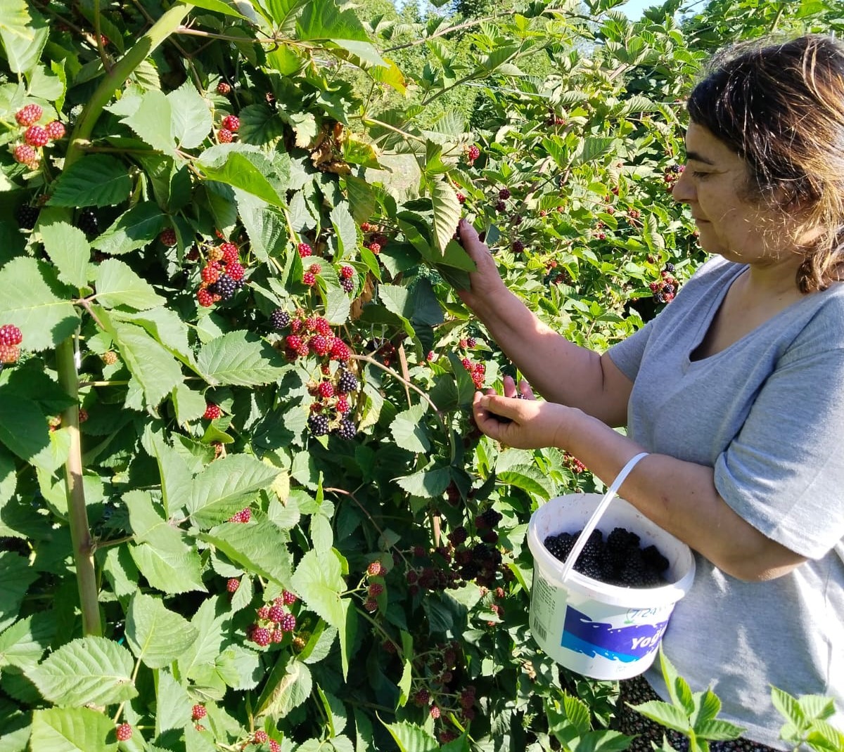 Erzincan’da böğürtlen hasadı başladı
