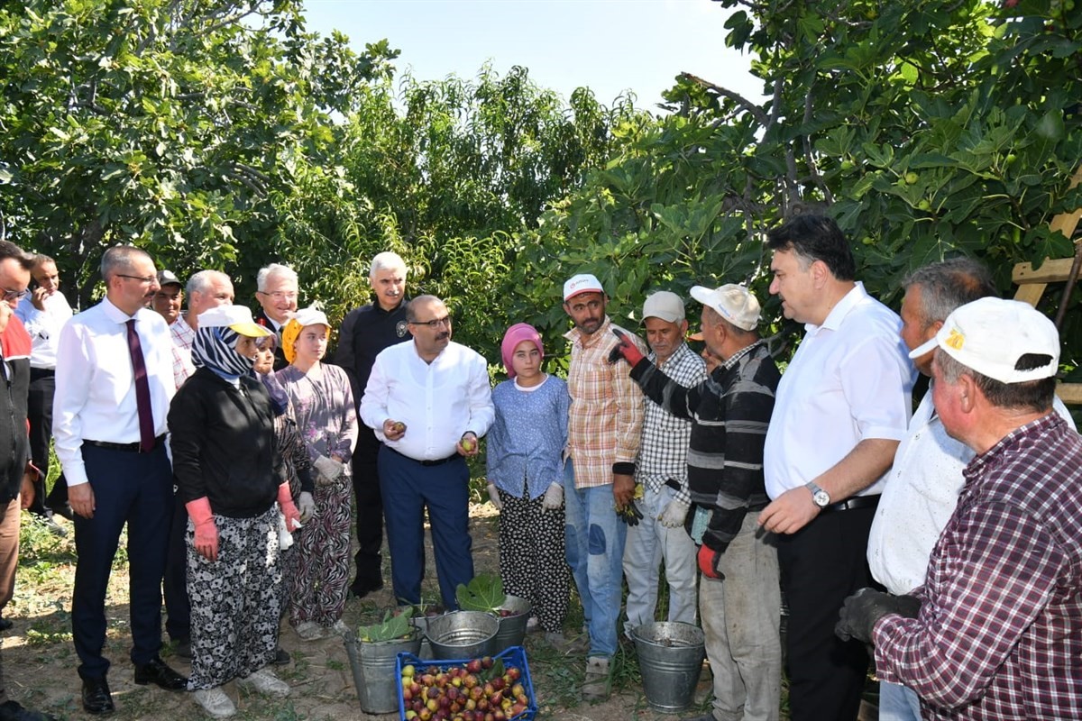 Vali Ustaoğlu Havran’da incir hasat etti
