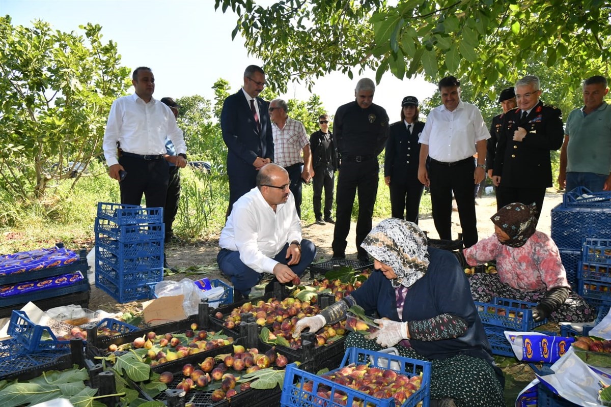 Vali Ustaoğlu Havran’da incir hasat etti
