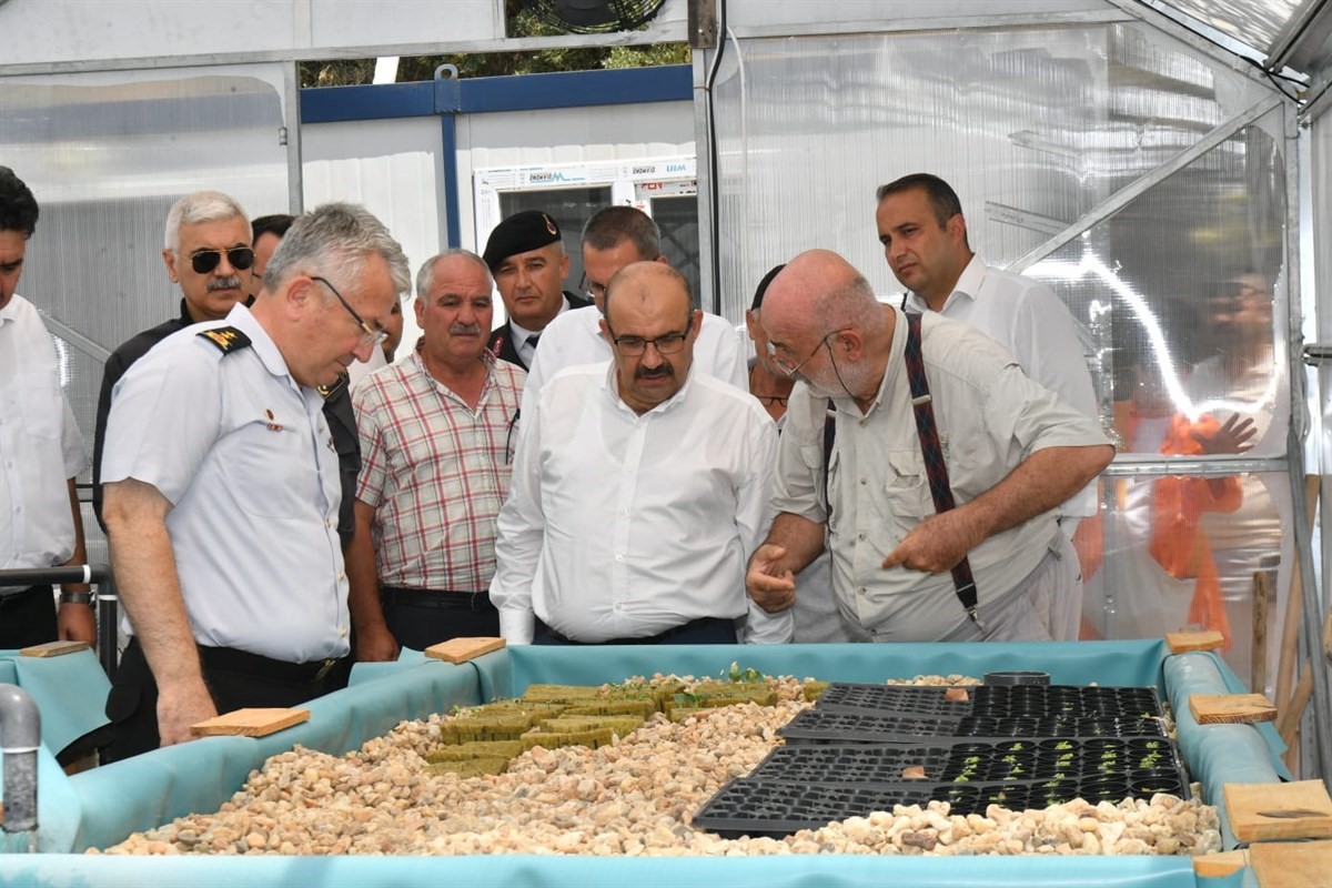 Vali Ustaoğlu Havran’da incir hasat etti
