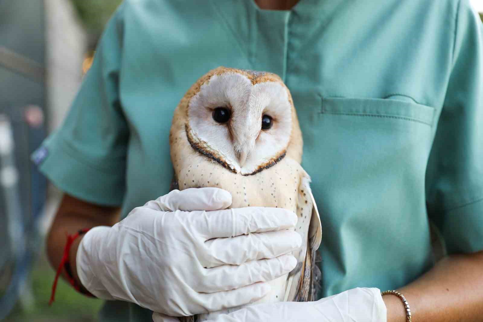 İyileşen baykuşlar doğaya salındı
