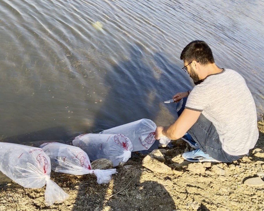 Uşak’a 368 bin adet yavru sazan balığı bırakıldı
