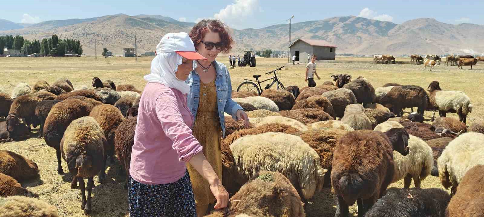 Yalova’dan bisikletiyle Muş’a gelen aktivist kadın, Berivanlarla birlikte koyun sağdı
