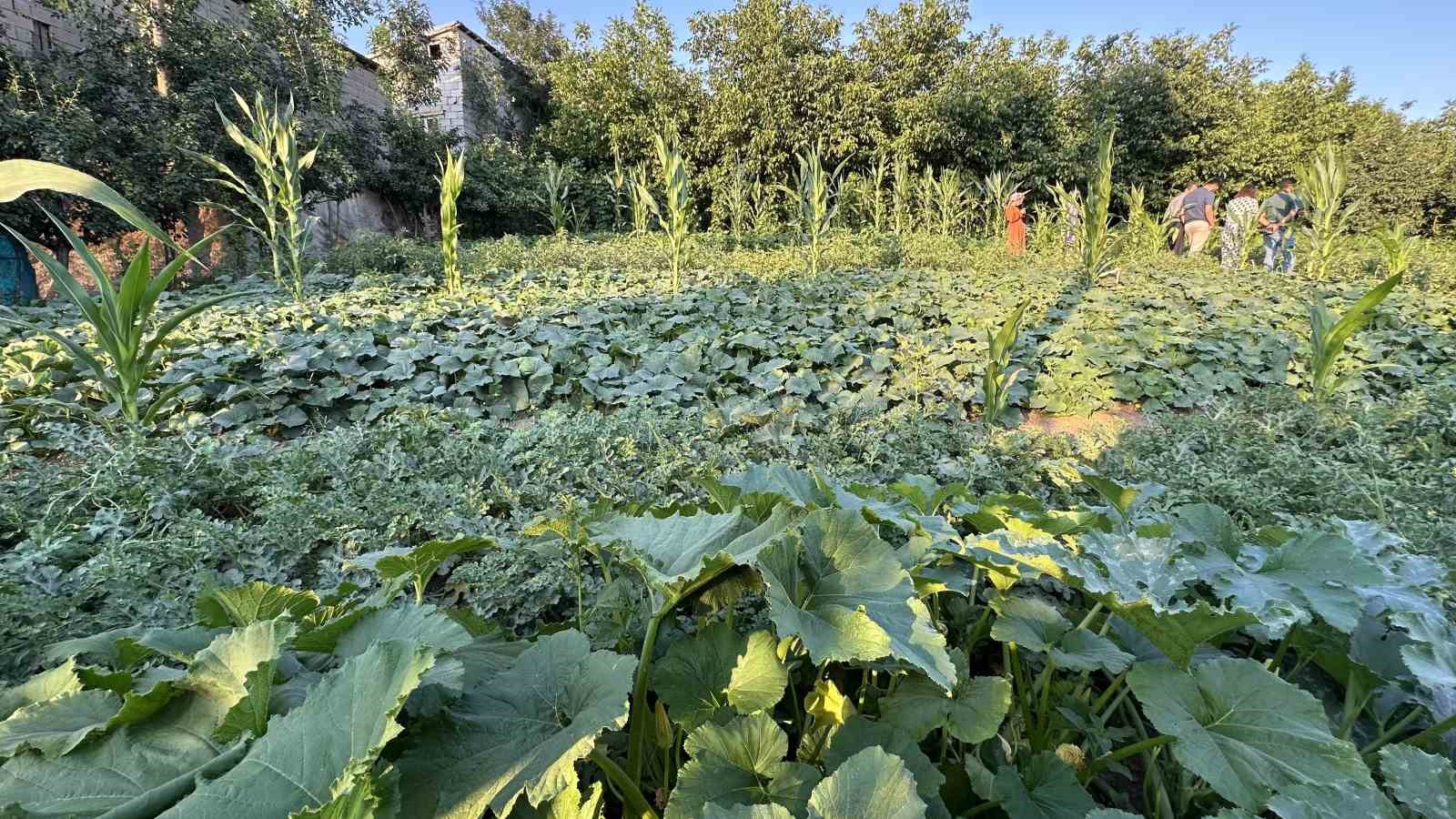 Yüksekova’da örnek çiftçi: A’dan Z’ye tüm ürünlere hayat verdi
