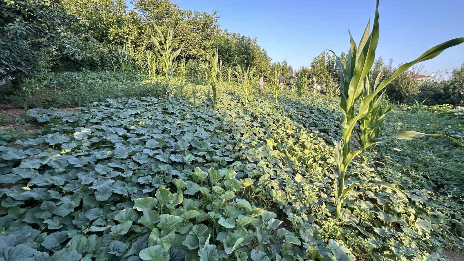 Yüksekova’da örnek çiftçi: A’dan Z’ye tüm ürünlere hayat verdi
