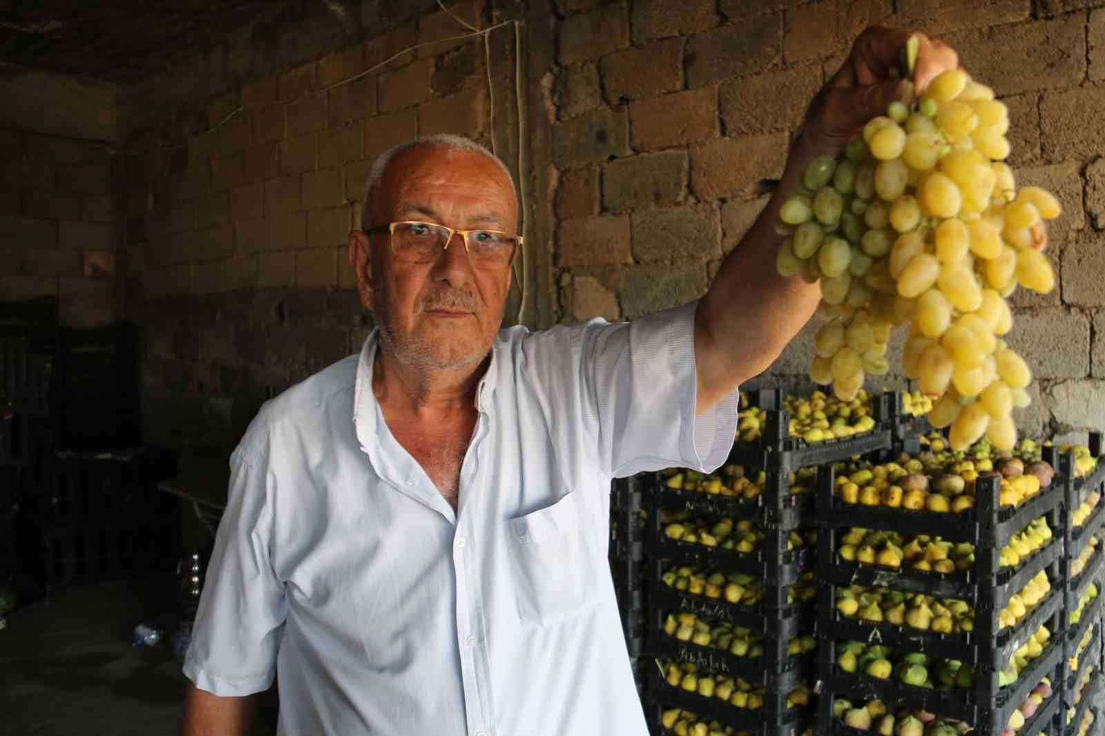 Deprem bölgesinde bereketli üzüm hasadı
