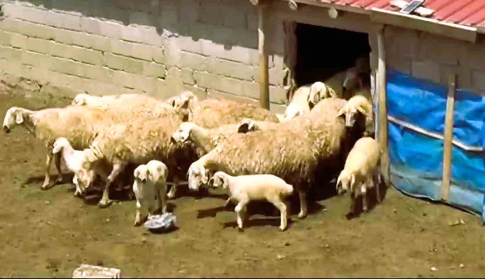 Honaz Belediyesi kadın çiftçilere gebe koyun dağıtacak
