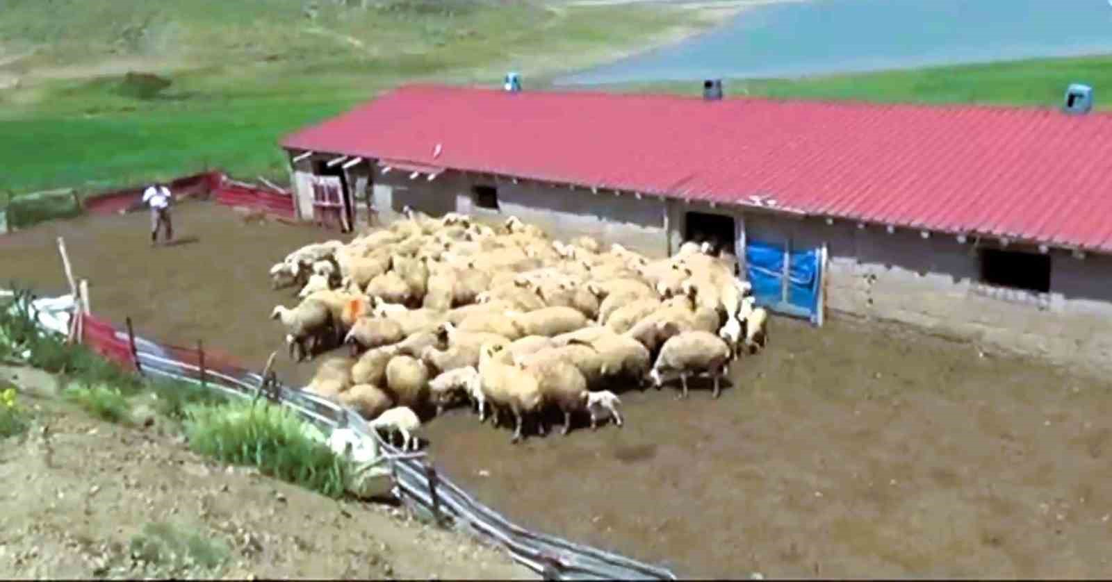 Honaz Belediyesi kadın çiftçilere gebe koyun dağıtacak
