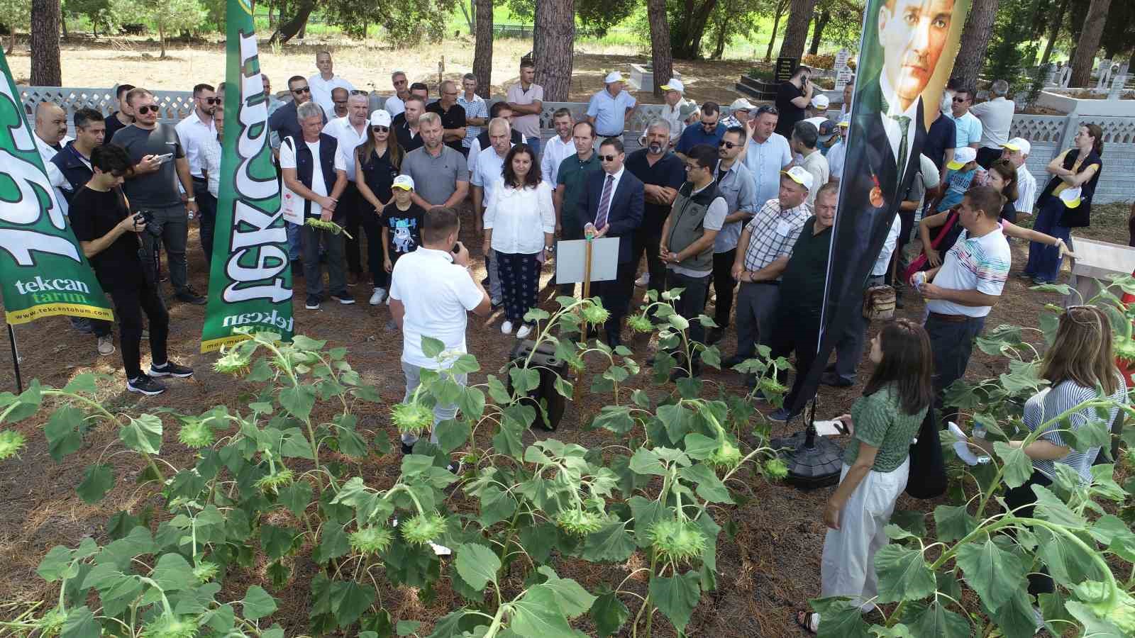 Çanakkale’de yerli ve milli ayçiçeği hasadı başladı
