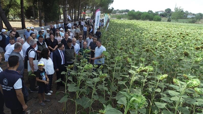 Çanakkale’de yerli ve milli ayçiçeği hasadı başladı
