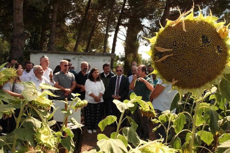 Çanakkale’de yerli ve milli ayçiçeği hasadı başladı
